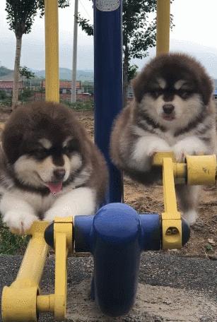 幼犬第一次驱虫的时间,幼犬生下来第一次驱虫什么时候做