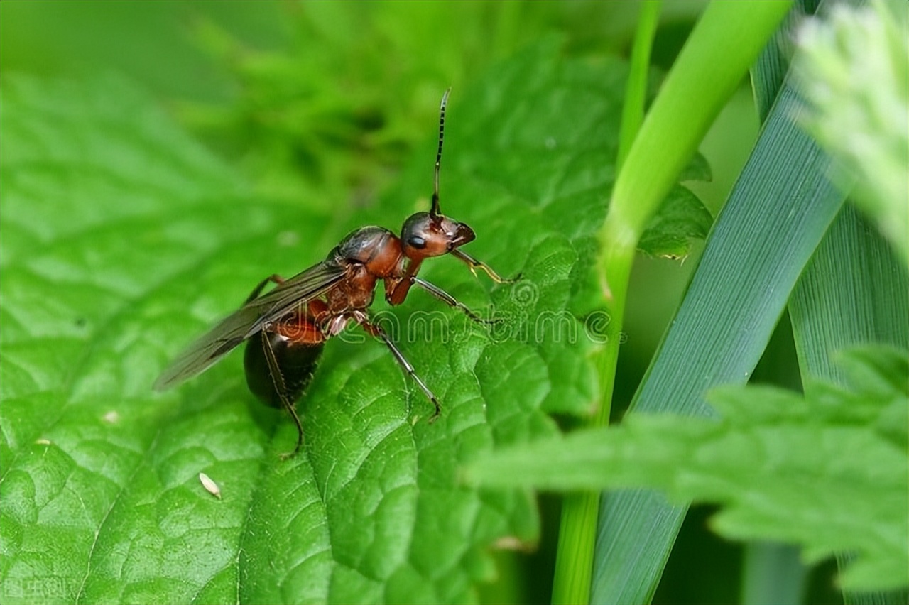家里有蚂蚁怎么彻底消除肥皂水,家里有蚂蚁教你一招灭光光