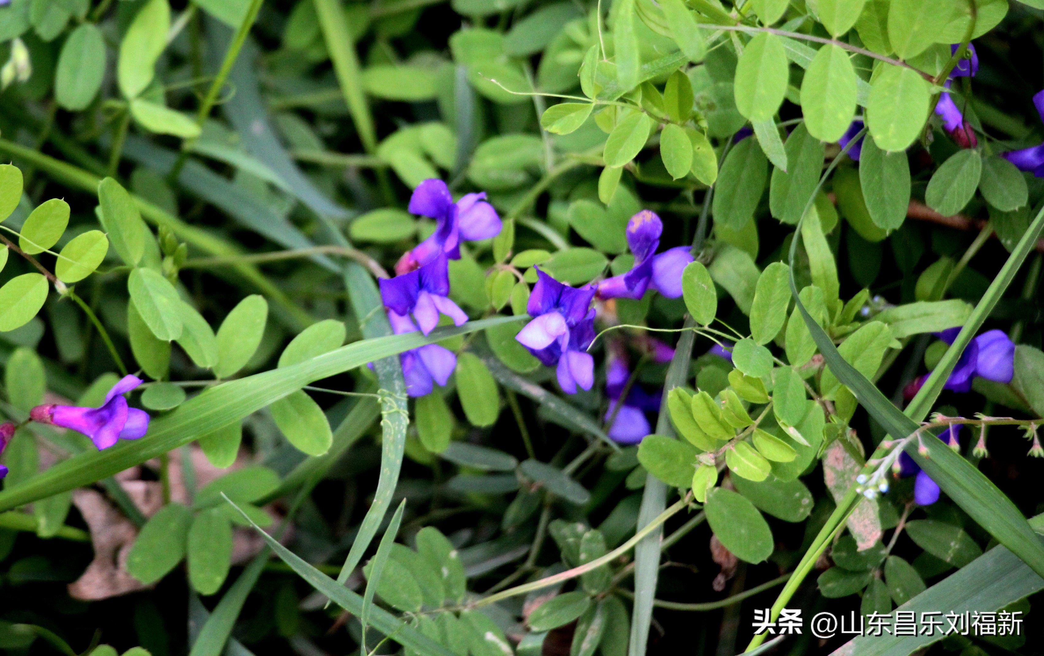 洋槐花·万马奔腾电器·鄌郚医院贴膏药