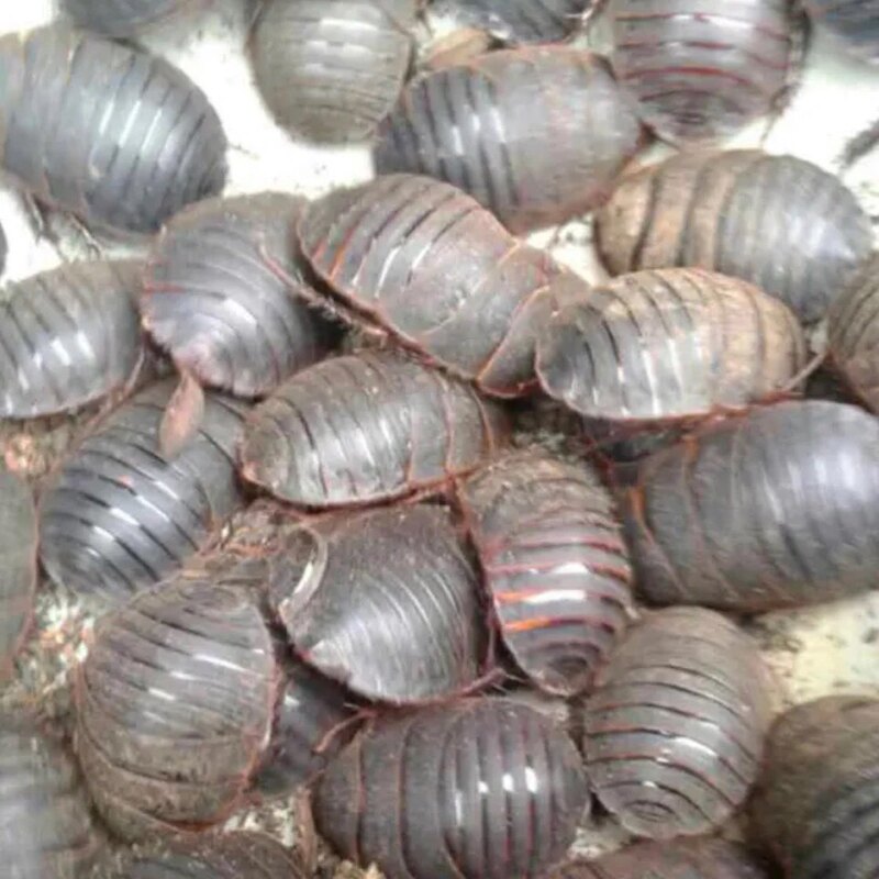 山上的野乌龟1万一斤,农村野生石龟视频