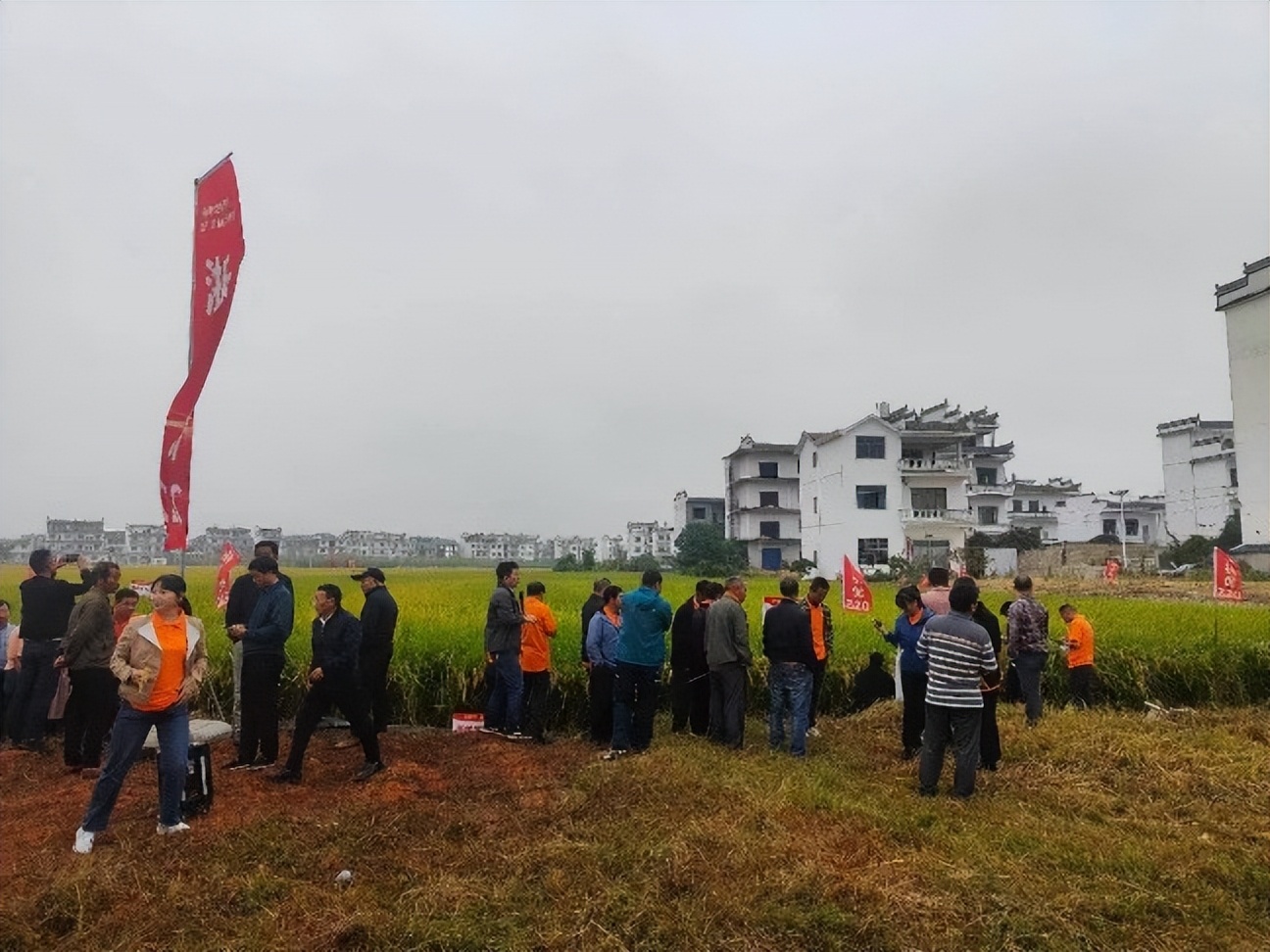 金色农华籼梗交新标杆、新升级——浙杭优220