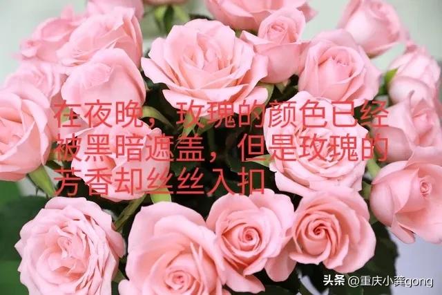 玫瑰花的葬礼,玫瑰花