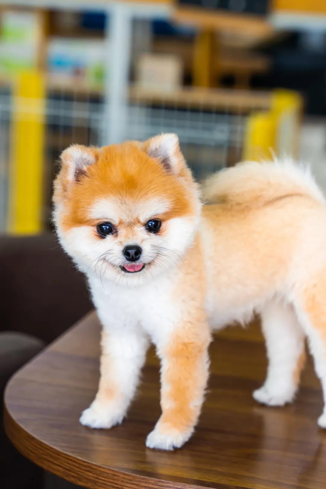 深圳探访宠物店,深圳最好的宠物街