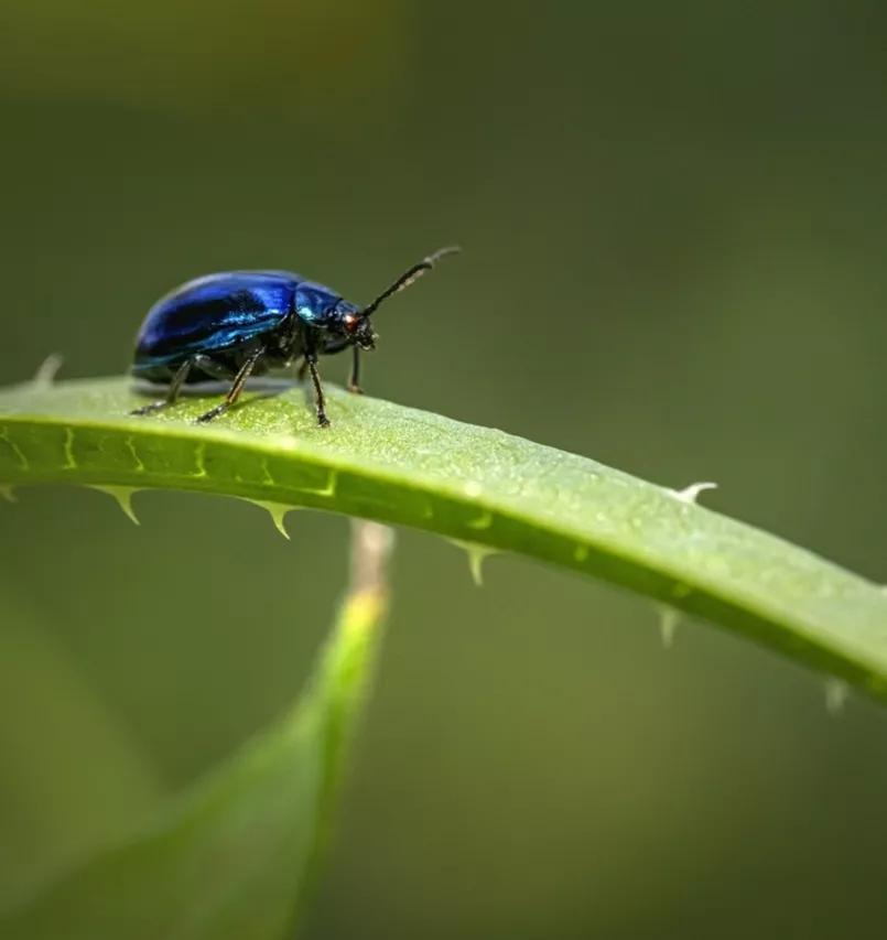 可爱动物照片合集,澳大利亚动物合集
