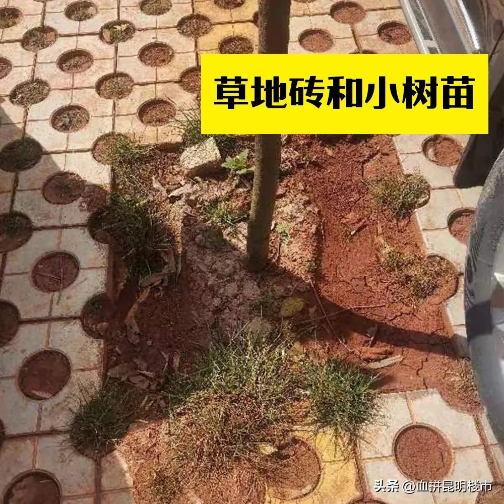 人工草能算绿化面积吗,草坪绿化面积怎么量