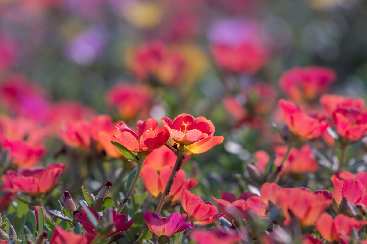 有种女人让男人爱到上瘾,4招轻松成为让男人上瘾的女人