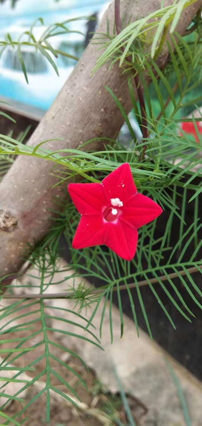 过年期间庭院开的草花,过年庭院开的花有哪些