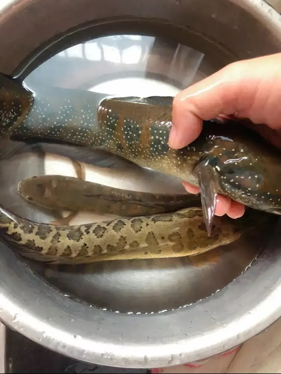 广西老乡在池塘捕获大量花星鱼，广东网友：太羡慕了，这鱼可好吃