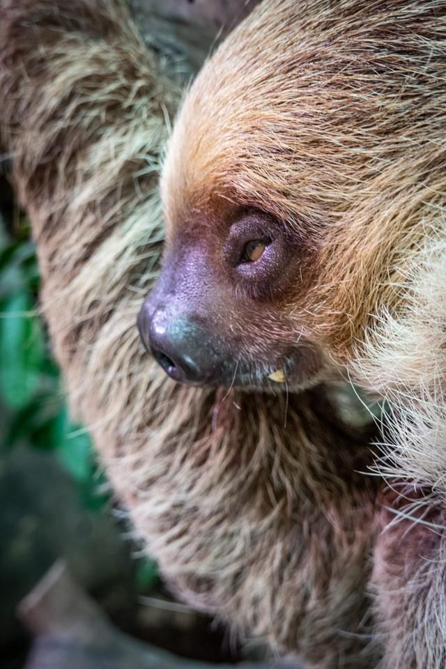 广州白云山风景区出现蛇,广州哪个景区好多蛇