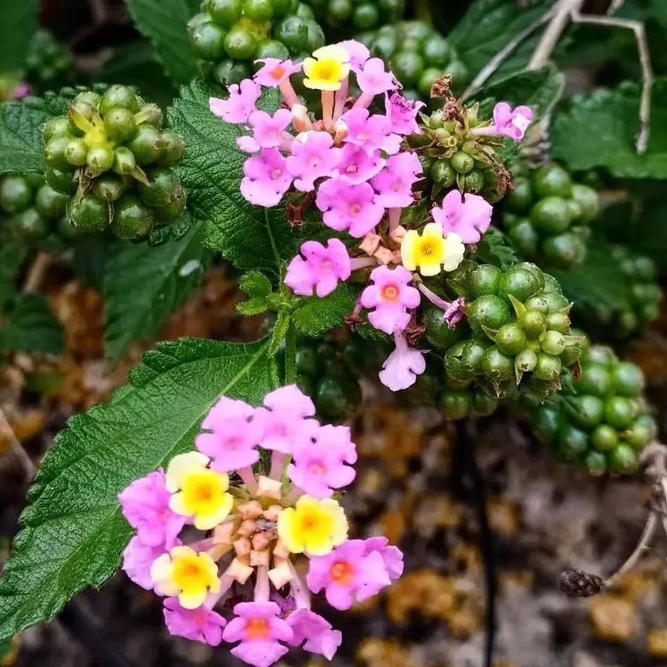 适合夏天养的7种花越晒开花越旺,阳台高温如何养墨兰
