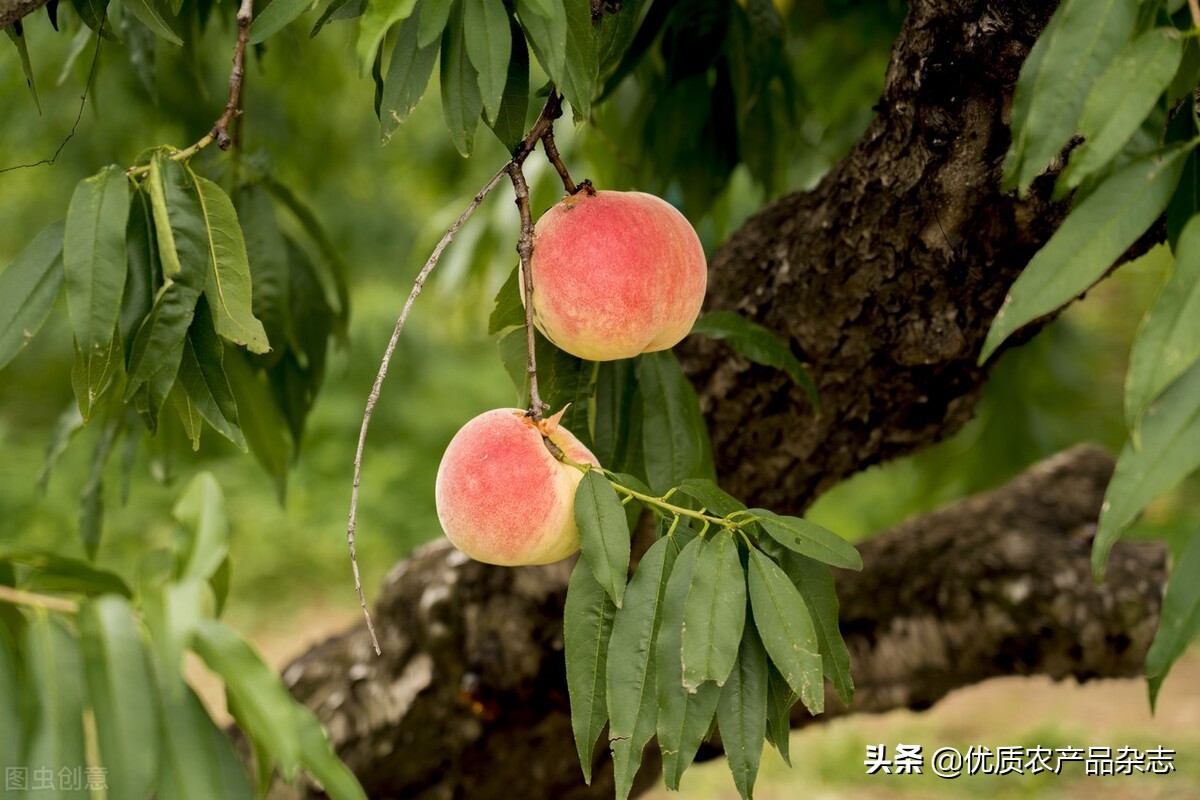 快手土味广告文案,这些广告文案承包了我一年的笑点