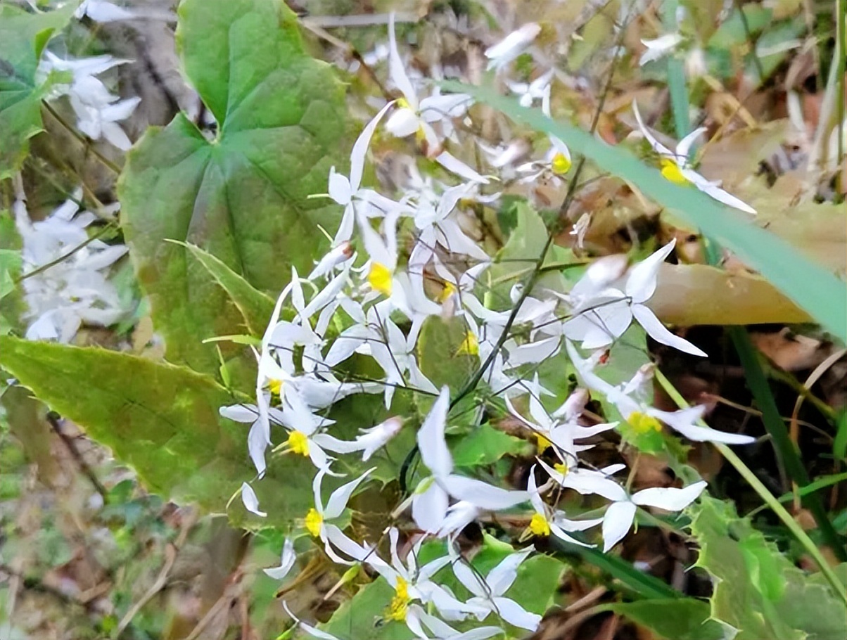 淫羊草与淫羊藿是相同的药,淫羊藿是什么草