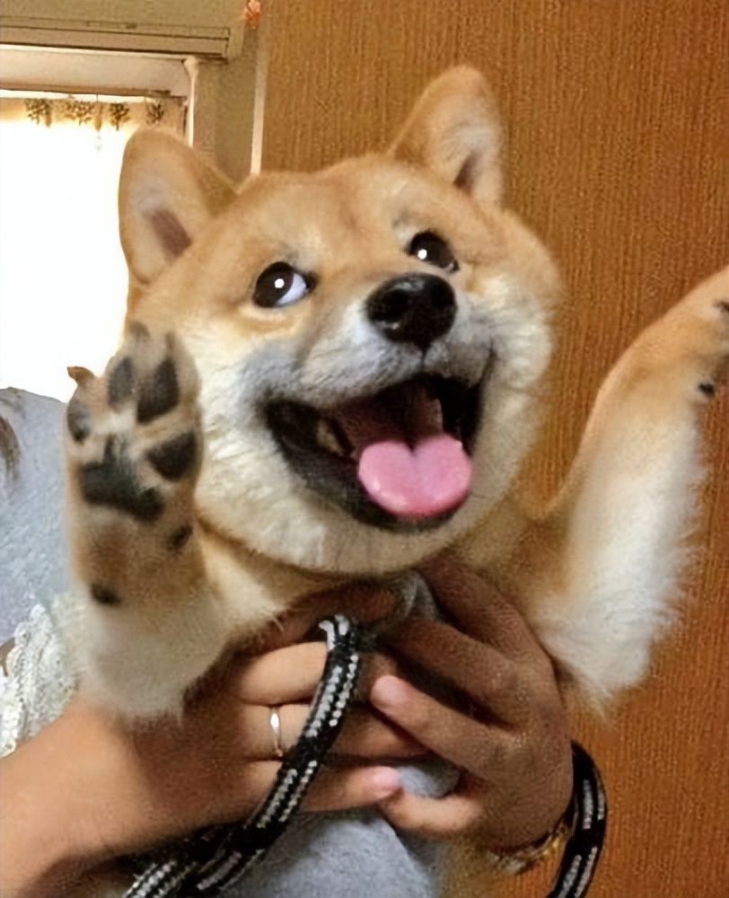 养一只柴犬好吗,柴犬可怕视频大全