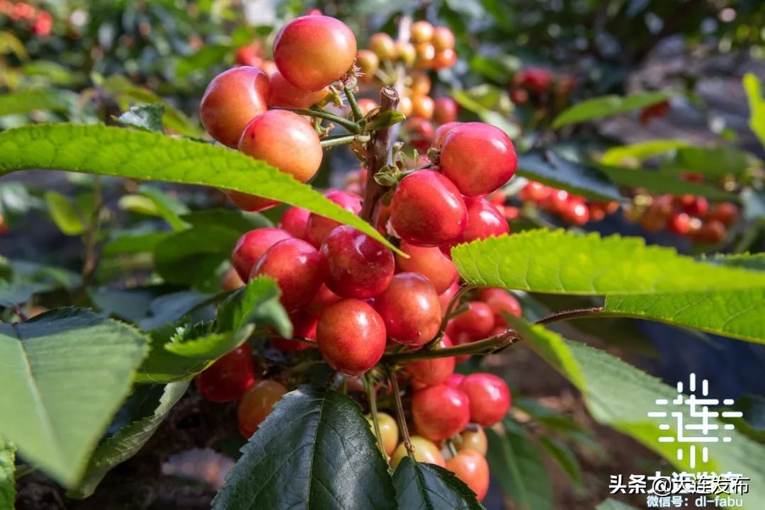 久等了！大连“早春第一果”