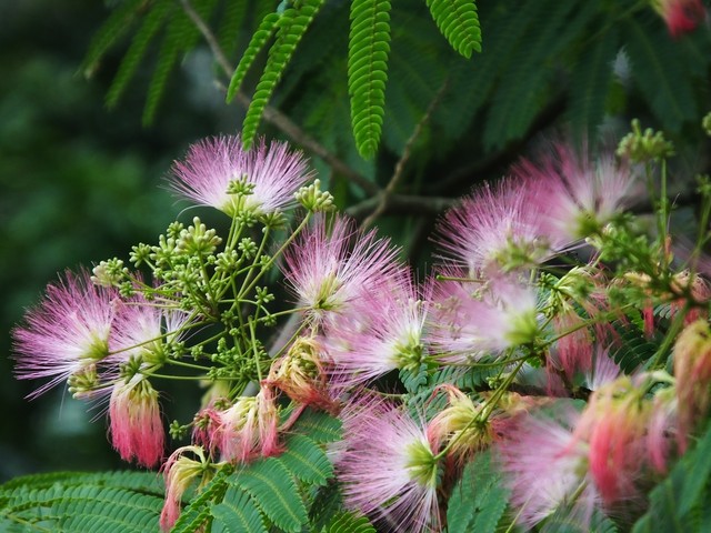 *欢合**蠲忿，赏*欢合**花古诗词