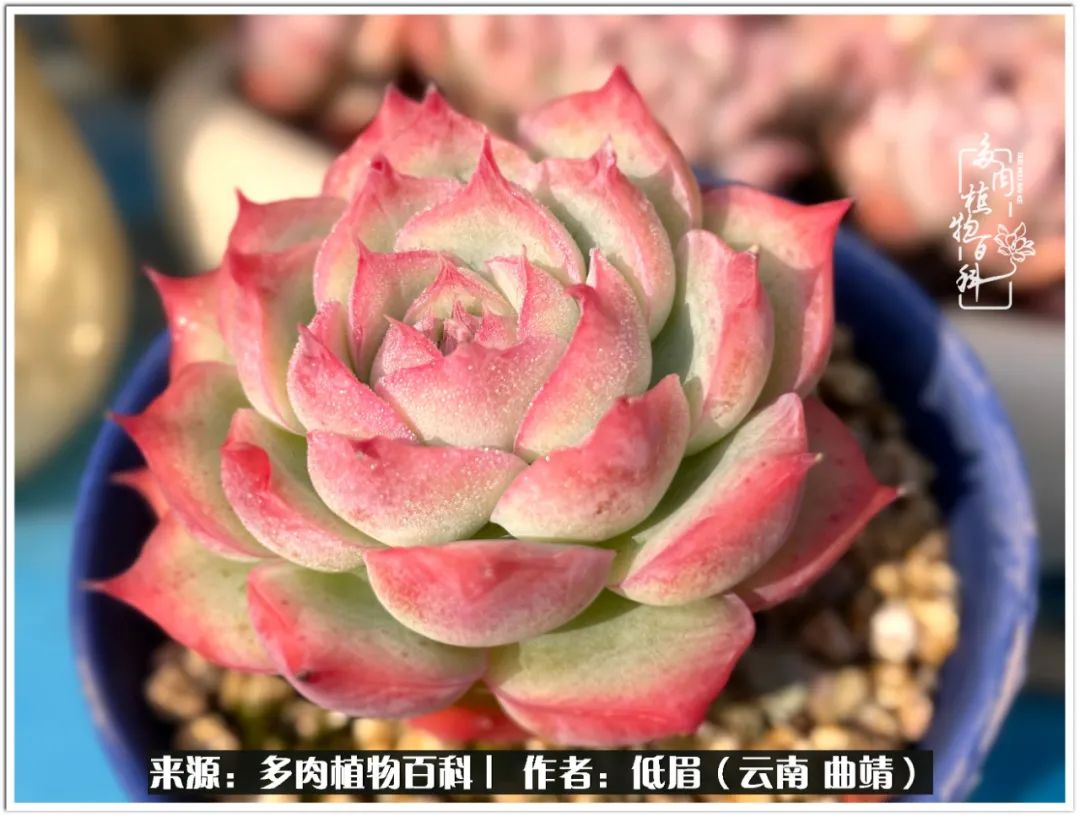 玉露多肉冬季分盆,玉露多肉怎样才能晶莹剔透