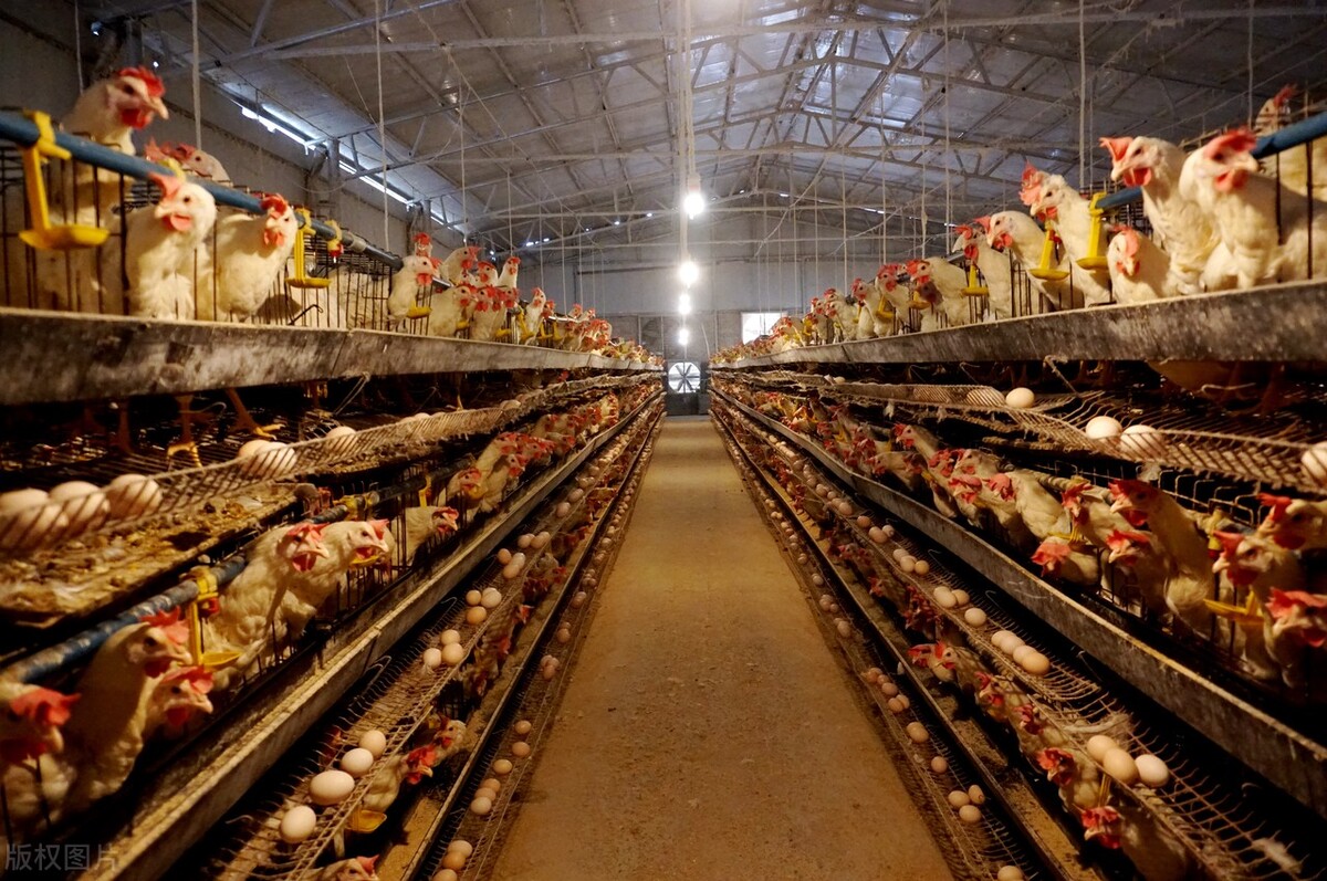 如何解决蛋壳变薄的现象呢,通过蛋壳辨别疾病