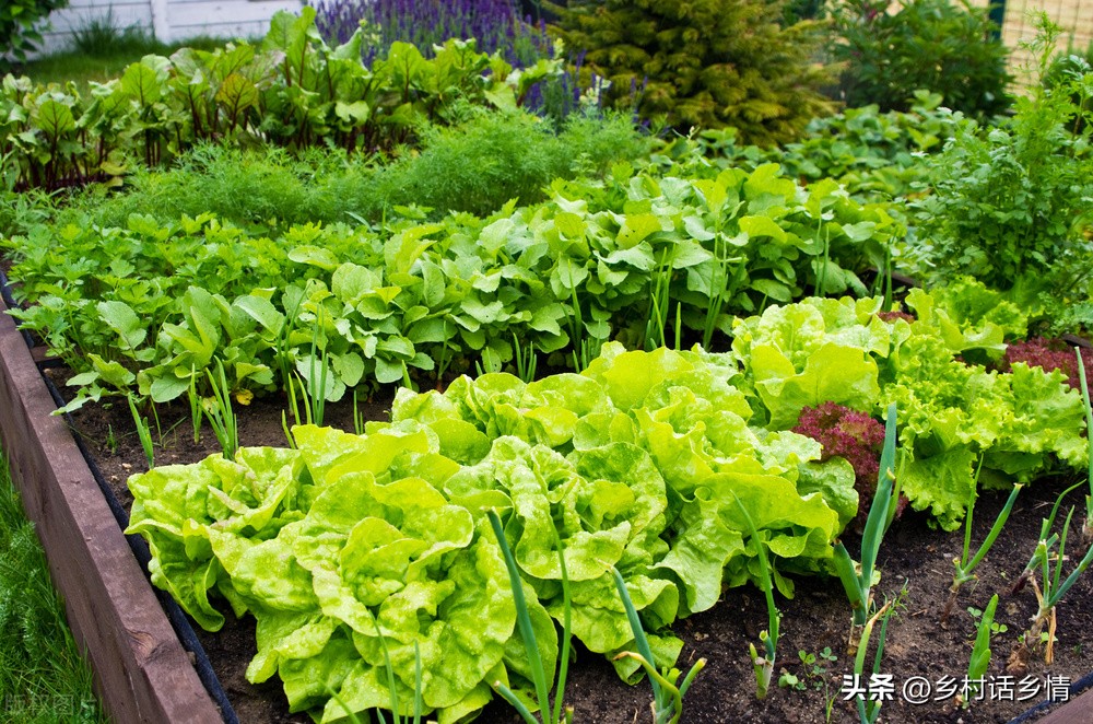 种花种菜怎么施肥呢,花盆种菜怎么松土