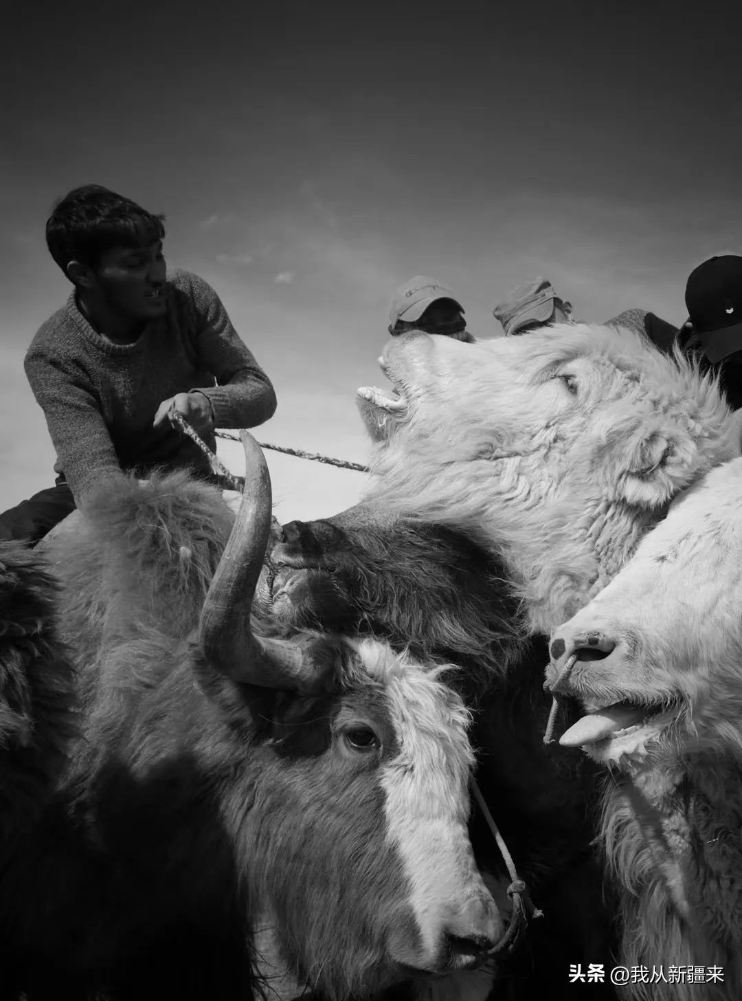 骑着牛叼羊的在*疆新**也就……