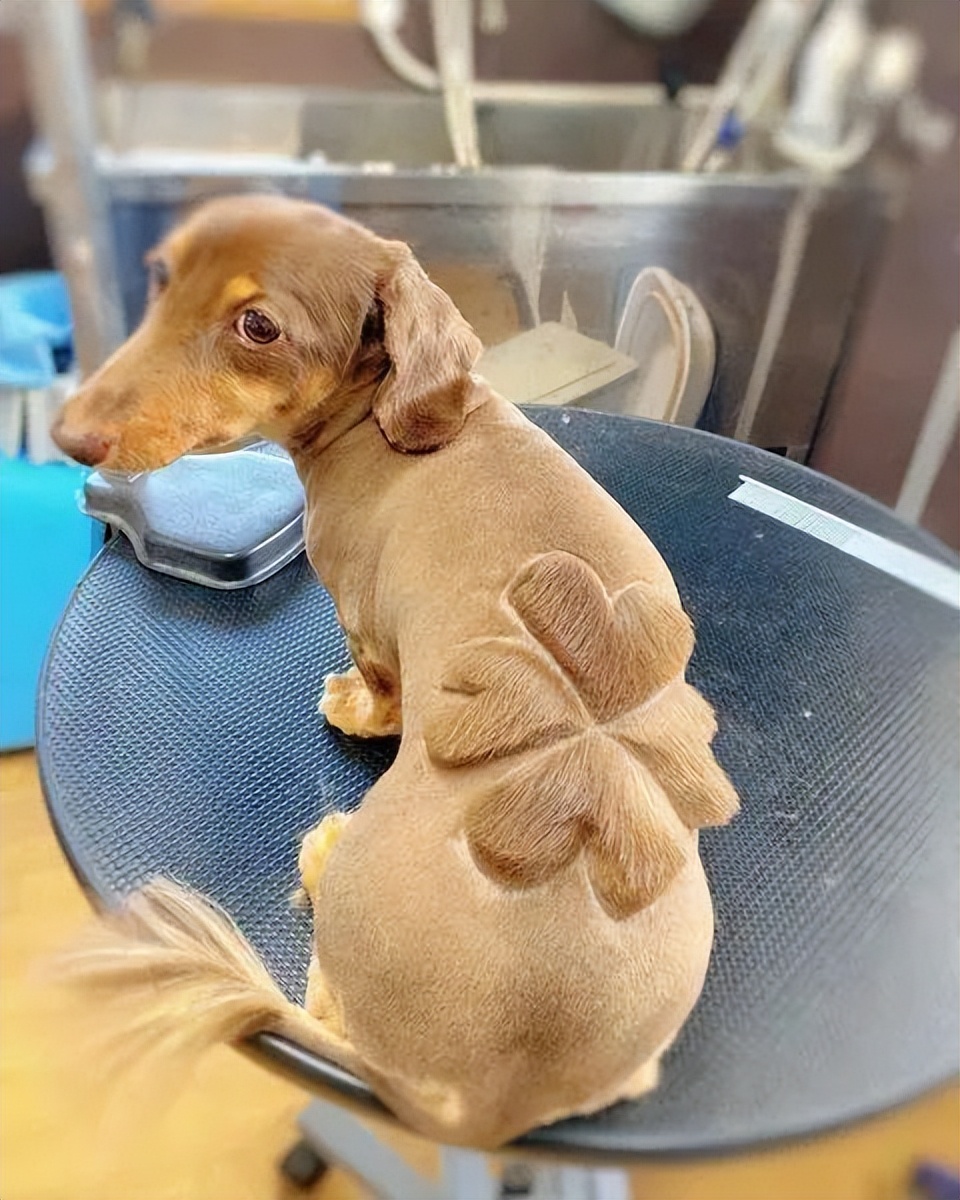 狗子剪出发射爱心的小屁屁