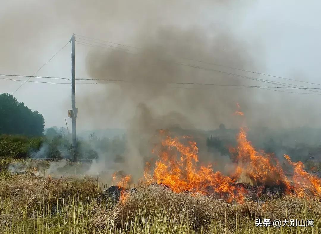 秸秆不能焚烧怎么办,秸秆焚烧问题怎么解决
