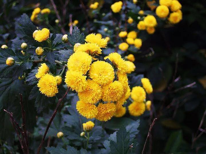 冷冬寒菊,冬菊与夏菊的区别