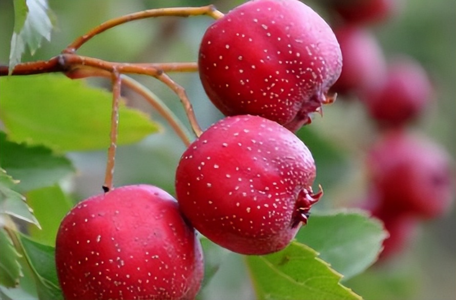 子宫不欢迎的6种水果,吃柿子对妇科有什么好处