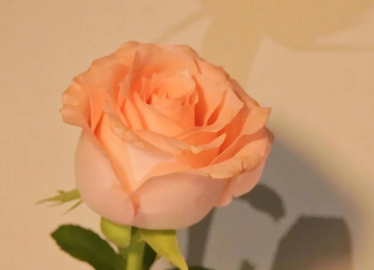 喜欢玫瑰的文案,玫瑰的浪漫文案