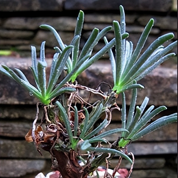 102个大类近500个多肉植物图片，都极其美丽，建议在家中也养一盆