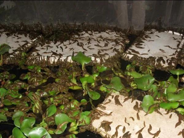 养殖水蛭一年能挣多少钱,致富经养水蛭赚500万