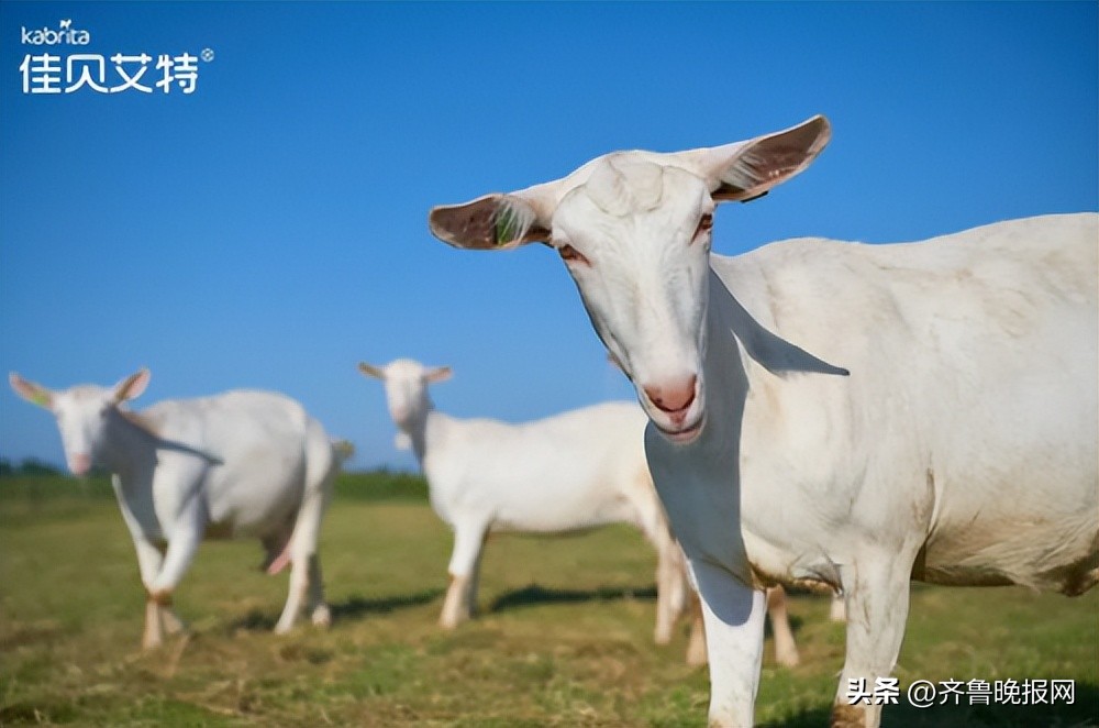羊奶粉口碑最好的前十名佳贝艾特,羊奶粉十大名牌排名榜佳贝艾特