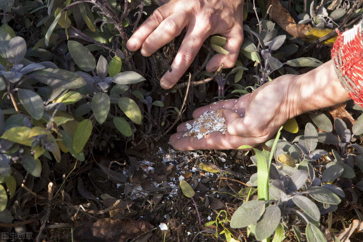 制作盆栽花肥的过程,家庭养花自制花肥集锦