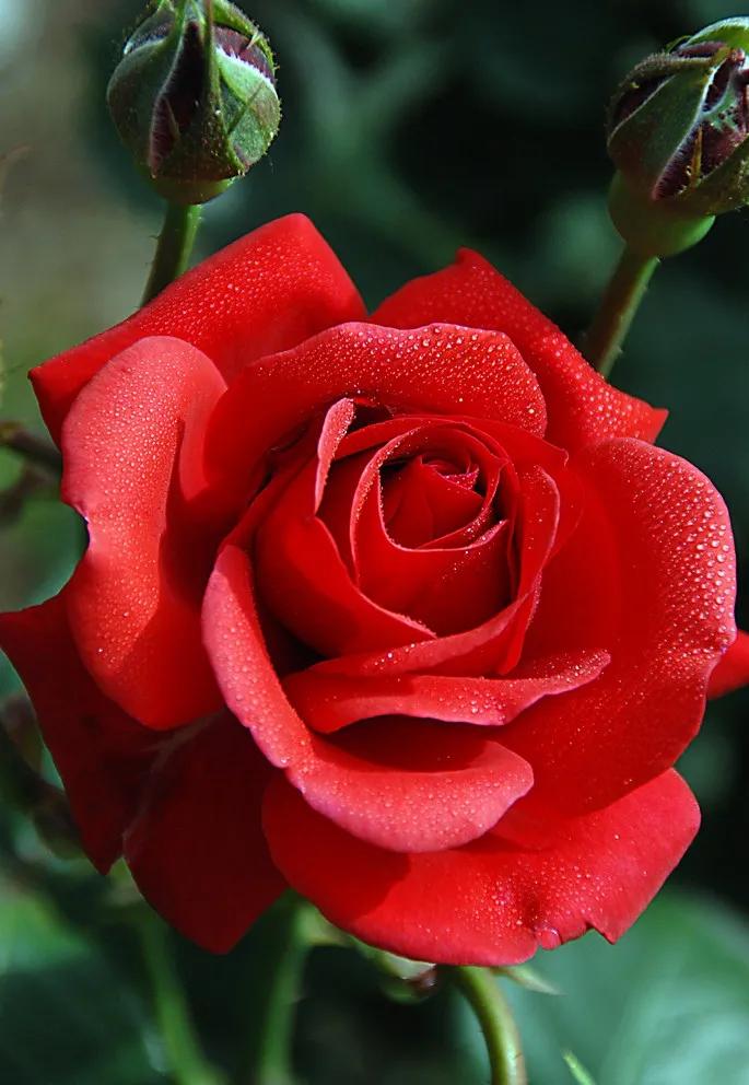 520浪漫玫瑰花壁纸,红玫瑰花壁纸大图