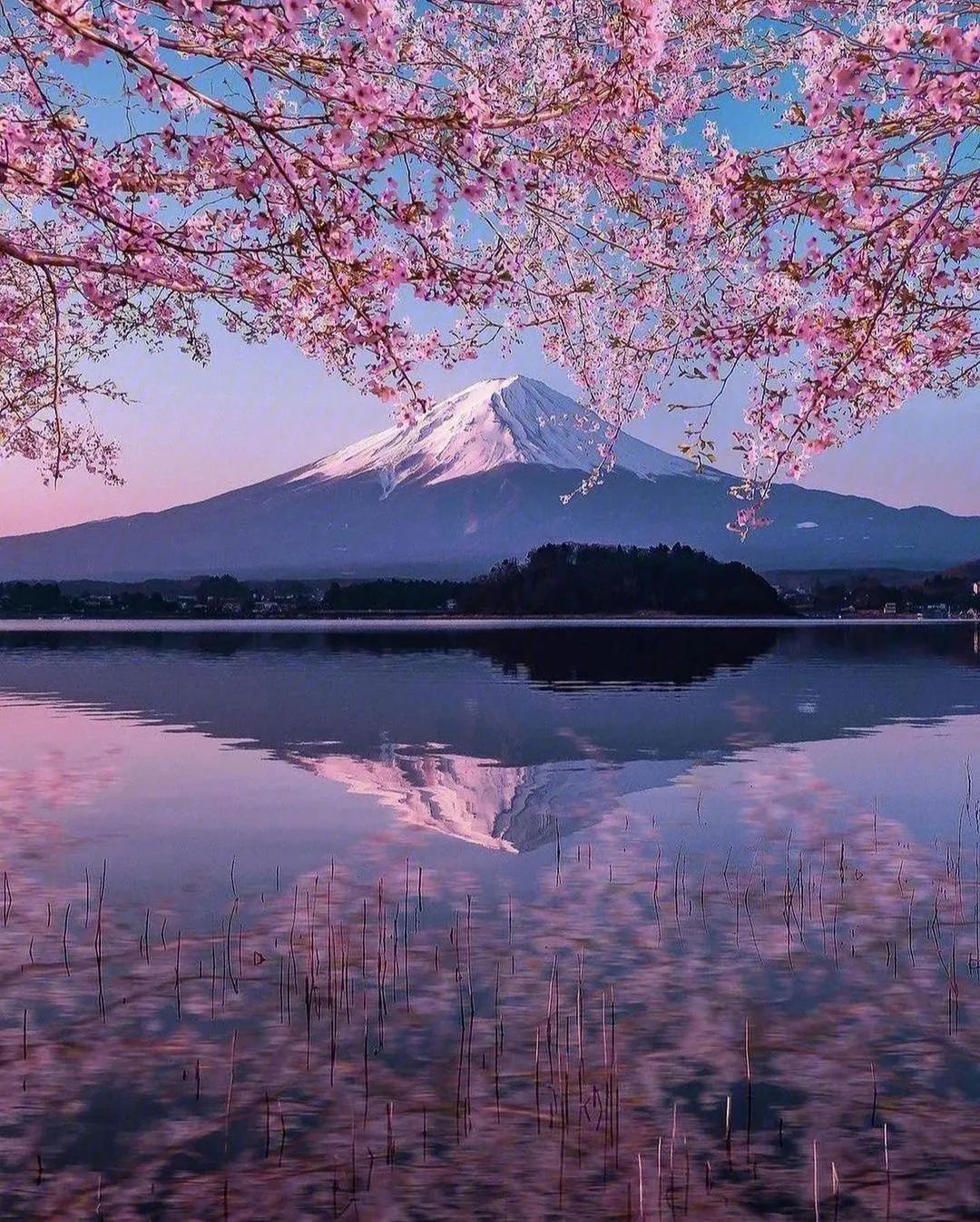 重庆春天适合去的地方,上海春天适合旅游的景点