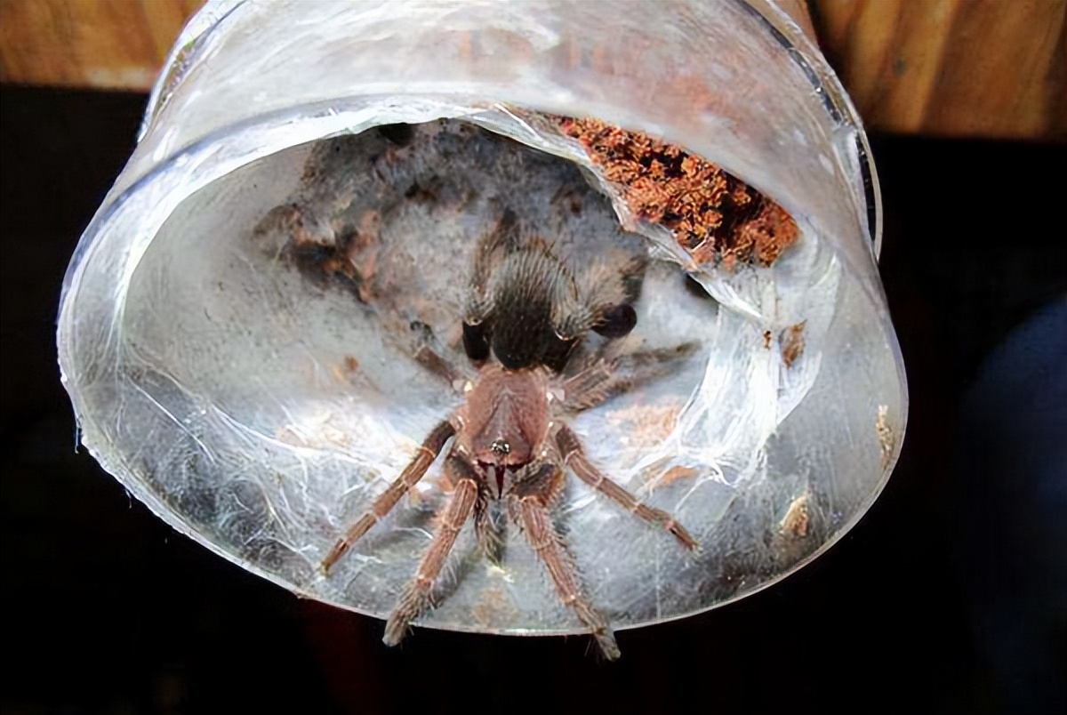 蜘蛛毒液有哪些,蜘蛛毒液对男性有好处吗