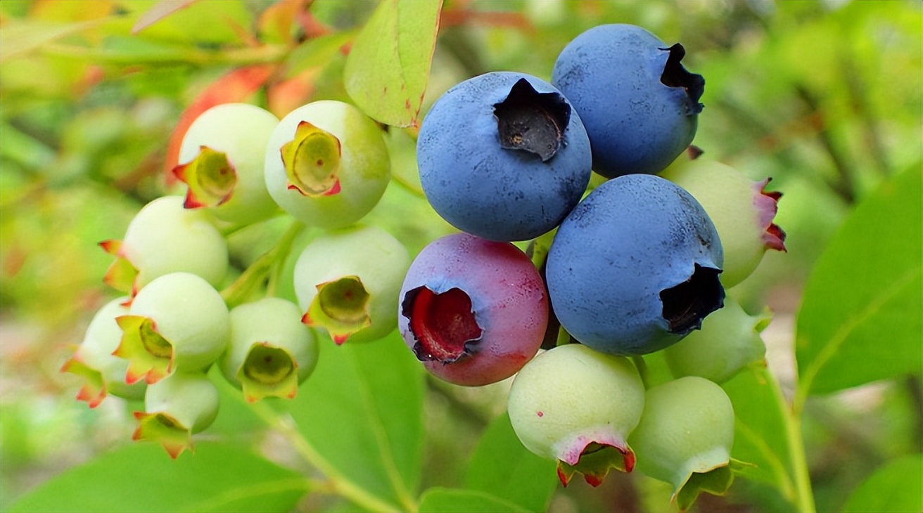 山里农村种什么经济作物最赚钱,农村种植什么赚钱方便不愁销路