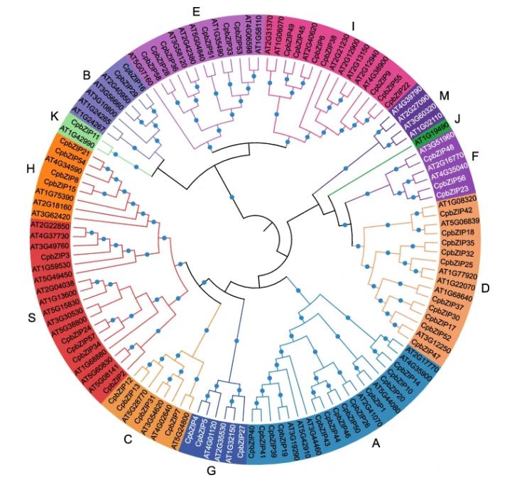 碱性亮氨酸拉链的介入，会对青钱柳根茎发育产生多大影响？