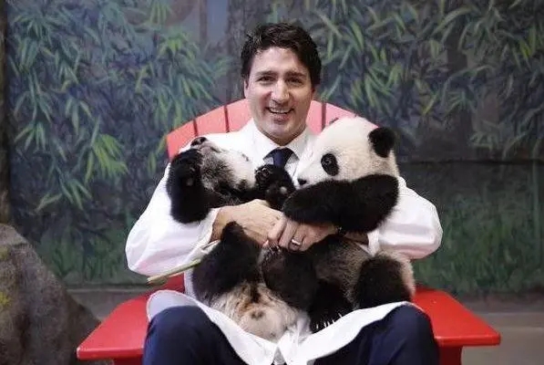 最喜爱大熊猫的前六名国家,世界上最宠大熊猫的6个国家