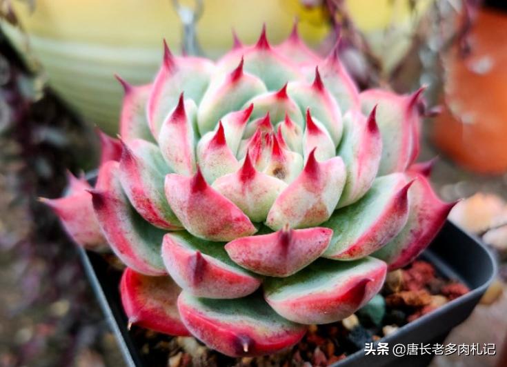 多肉苯巴蒂斯和吉娃娃哪个更好看,静夜多肉和苯巴蒂斯多肉的区别