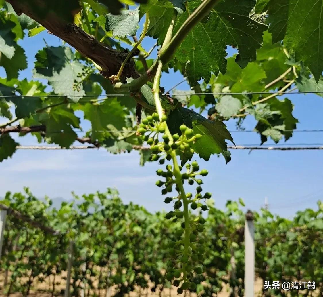 920使用方法哪些作物能用,920和什么混用效果好