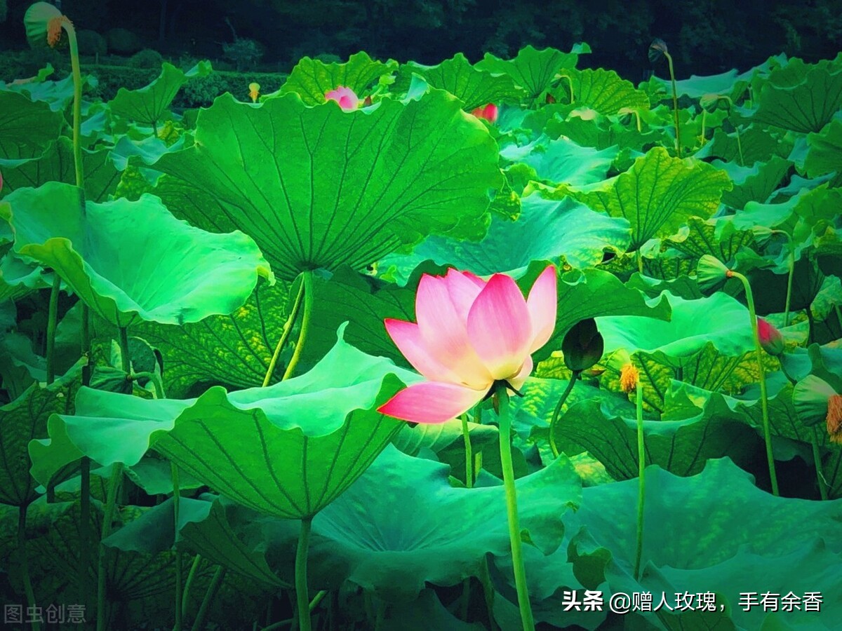 为什么李白被称为青莲居士,李白哪首诗最能体现青莲居士