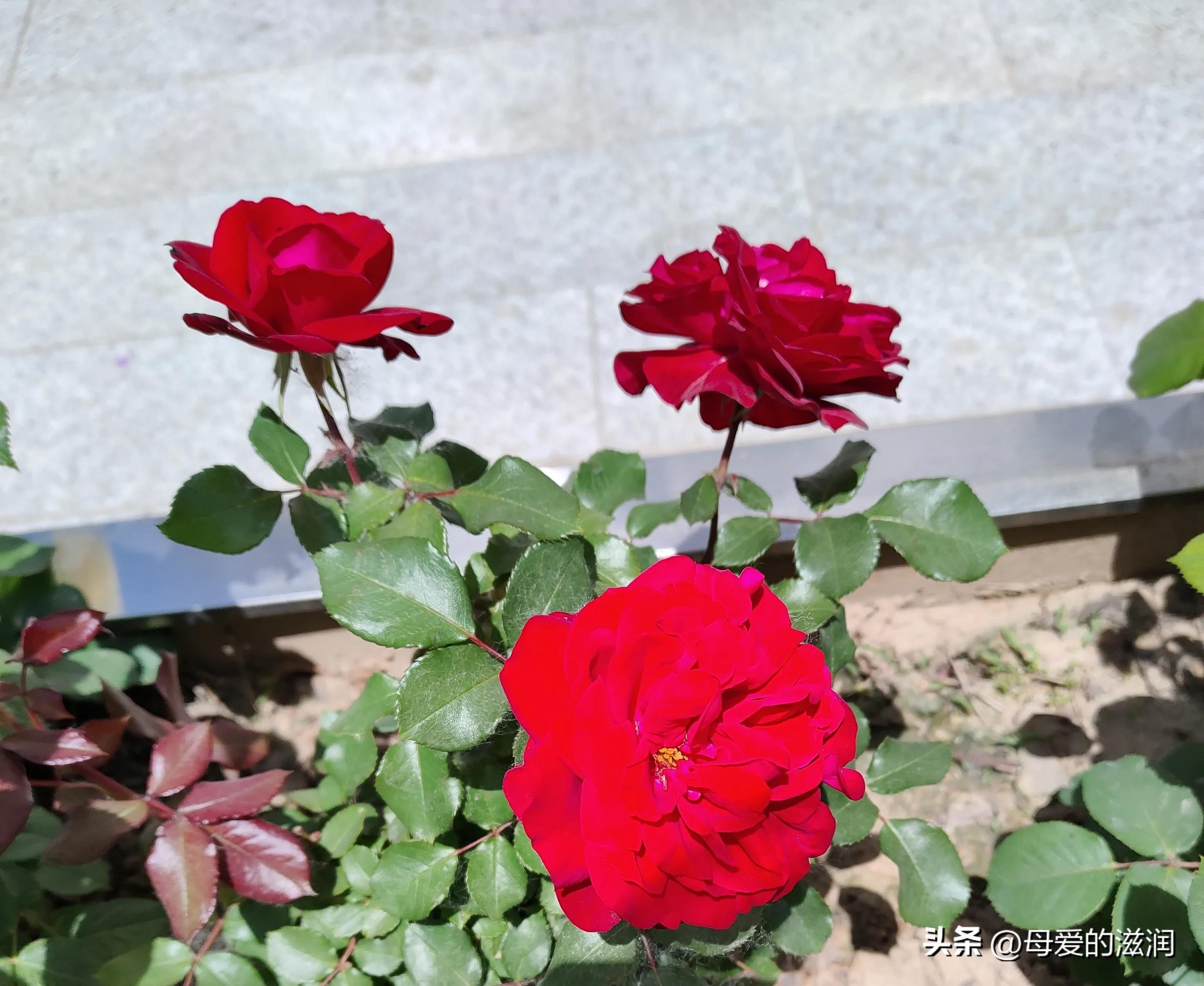 满月酒歌曲,满月酒的祝福语