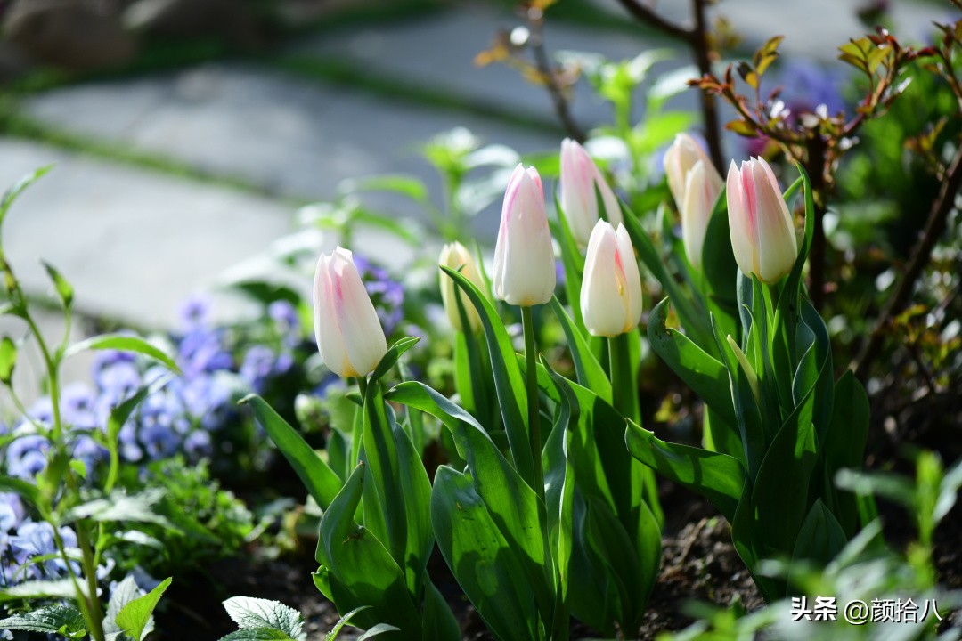 盘点今年河马花园里最美的几款郁金香|园丁