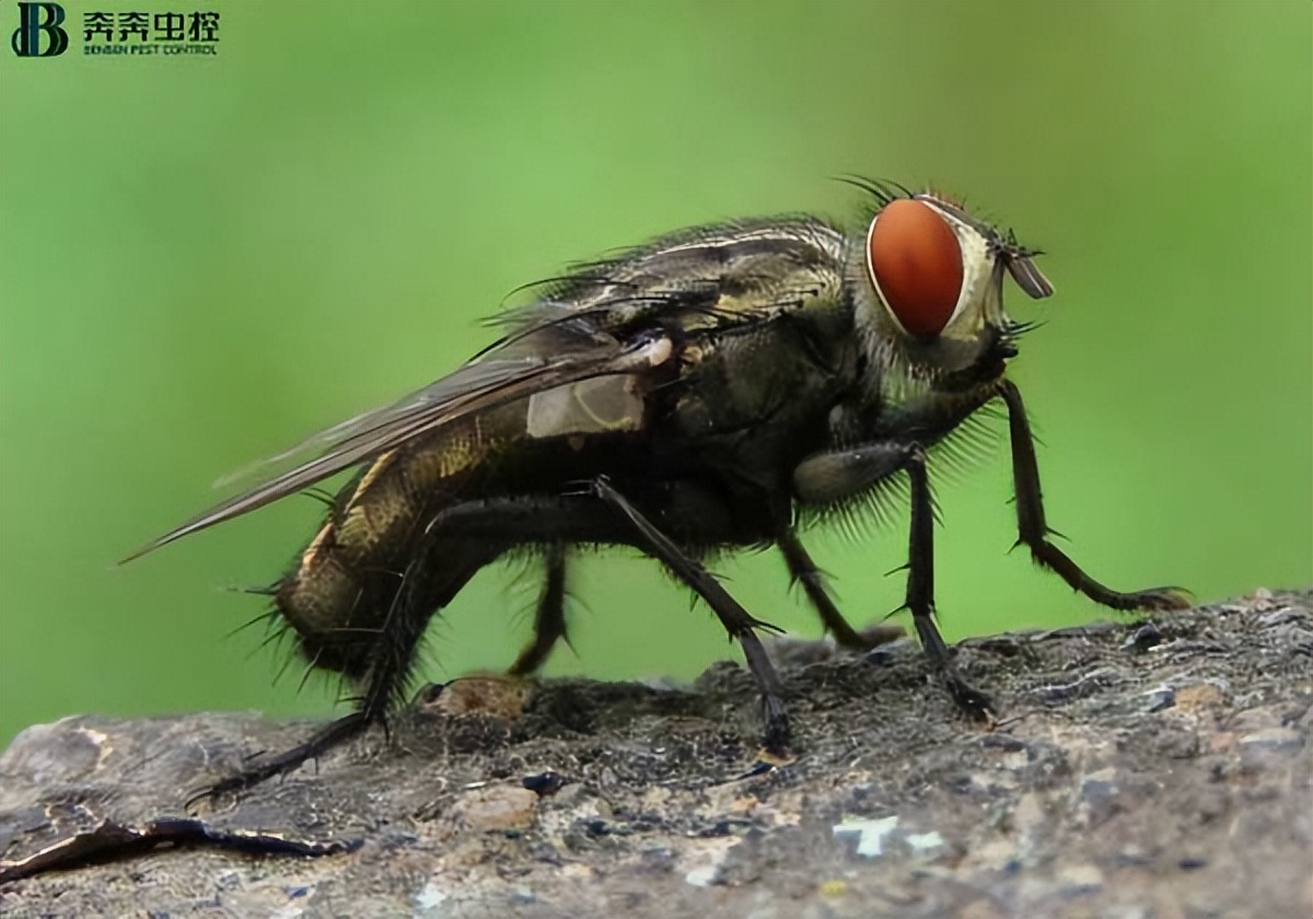 果蝇虫的消灭方法,除虫公司解决方案
