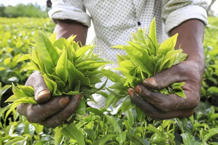 非洲茶叶的逆袭：肯尼亚是如何成为世界第三大产茶国的？