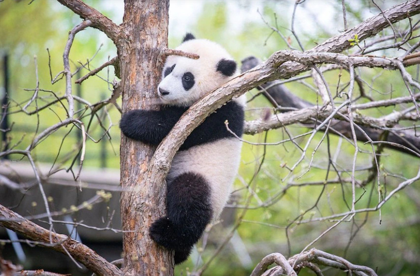 大熊猫为什么不跟爸爸生活,大熊猫为什么只照顾一个孩子