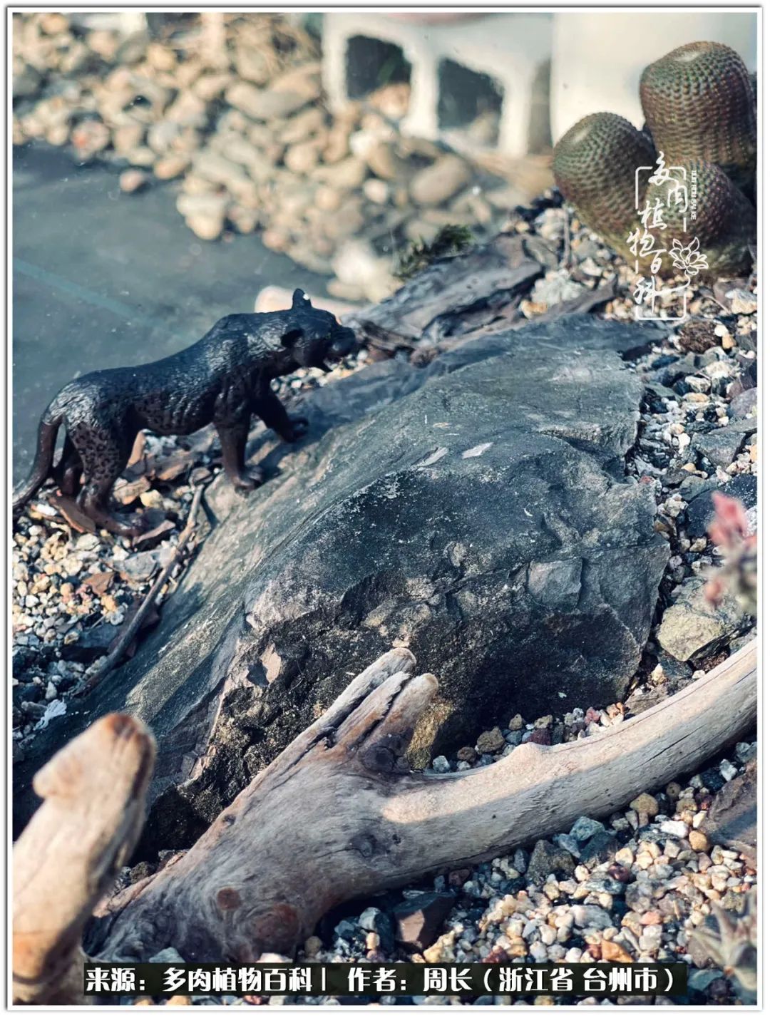 云南树脂粘土多肉组合拼盘创意,多肉拼盘的五个要点是什么