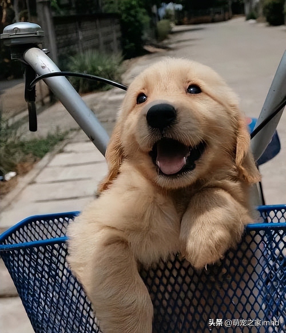 狗狗聪明的十个表现,狗狗聪明的七个表现