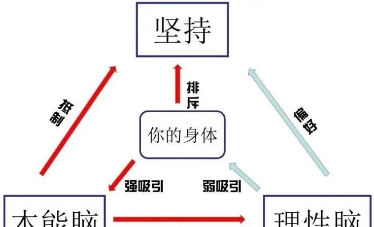 人有三个大脑是什么样的,三个大脑理论