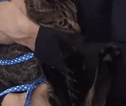 养猫有细菌浪费钱吗,养猫有用吗